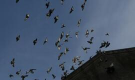 Didėjant balandžių populiacijai, Ispanijos miestas 5 tūkst. paukščių pergabens į kitą vietą