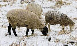 Nei rūpinasi savo avimis, nei planuoja jų atsisakyti