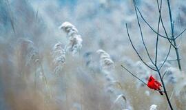 Orai: po snieguotų dienų sugrįš rudeniški orai