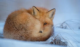 Orai: šalį pasiekė šilumos banga