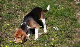 Parduotuvėje dingus šuniukui, šeimininkė tokio akibrokšto nesitikėjo