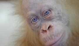 Vienintelis pasaulyje orangutangas albinosas bus paleistas į laisvę