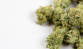 Moksleivio kuprinėje - 17 lankstinukų ir smulkintuvas