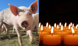 Indijoje nuo kiaulių gripo mirė 40 žmonių