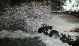 Sniego neatlaikę medžiai griuvo ant automobilių