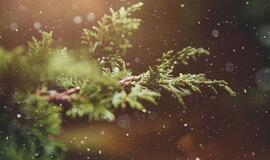 Už ne vietoje išmestas kalėdines eglutes gali grėsti bauda iki 600 eurų