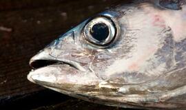 Klaipėdos žuvininkystės produktų aukciono gali nebelikti