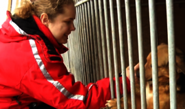 Rasite Klaipėdoje gyvūnui namus – 5 eurai