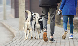 Jei šuns „dovaną“ įteiktų jo savininkui