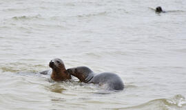 Kas laimės menkių ir ruonių karą?