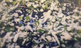 Kitą savaitę sugrįš nepavasariški orai