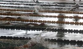 Tarptautinės plaukimo varžybos Klaipėdos baseine