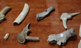 Uostamiesčio mokslininkai tyrinės vertingą kolekciją