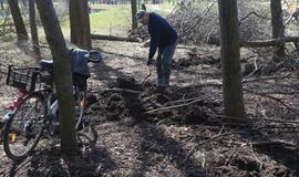 Prieš tiesiant kelią  - aistros dėl medžių