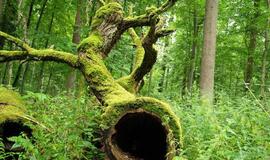 Išgirskime Lietuvos sengirių pagalbos šauksmą