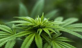 Mokslininkai pastebėjo stebinantį neigiamą marihuanos poveikį