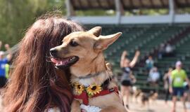 Bėgimas su šunimis