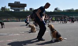 Bėgimas su šunimis