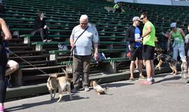 Bėgimas su šunimis