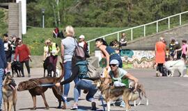 Bėgimas su šunimis