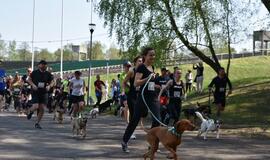 Bėgimas su šunimis