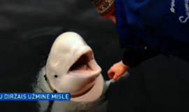 Prie Norvegijos aptiktas baltasis banginis su rusiškais diržais sukėlė nerimą