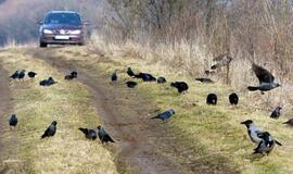 Šilutiškiai kovoja su nykstančiais paukščiais