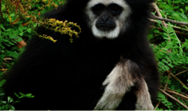 Eksperimentai su beždžionėmis suteikė užuominų apie kalbos kilmę