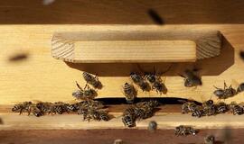 Kretingos rajone įsisuko avilių vagys