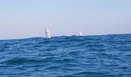 Įveikę Viduržemio bangas buriuotojai startuoja Lenkijoje