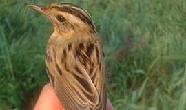 Gamtininkai kvies susipažinti su meldinų nendrinukių perkėlimu į Žuvintą