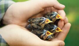 Į Lietuvą atvežta 50 globaliai nykstančių paukščių mažylių