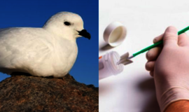 95 proc. Danijoje nugaišusių audrapaukščių skrandžiuose randama plastiko, rodo tyrimas