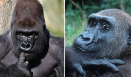 Būdama 63 metų nugaišo seniausia nelaisvėje gyvenusi gorila