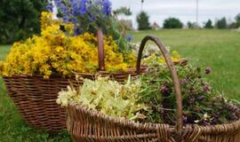 Į laukus vaistažolių