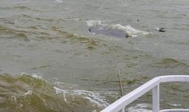 Į krantą traukiamas apvirtęs laivas kurėnas