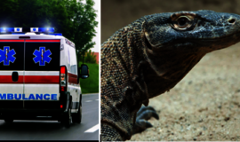 Australijoje savo šunį nuo varano gelbėjusi senyva pora atsidūrė ligoninėje