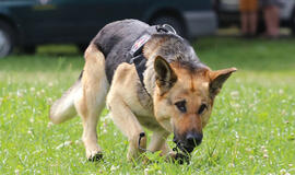 Festivalyje - kvaišalų puota