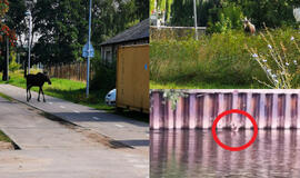 Klaipėdoje klajojantis briedis sukėlė tarnybas ant kojų