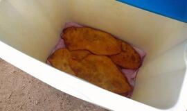 Pasikeitęs Palangos vaizdas patiks ne visiems