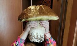 Kretingos rajone rado 1,7 kg sveriantį baravyką