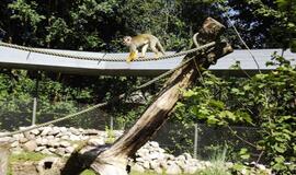 Gabalėlis Afrikos Saksonijoje