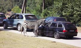 Gabalėlis Afrikos Saksonijoje
