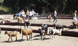 Gabalėlis Afrikos Saksonijoje