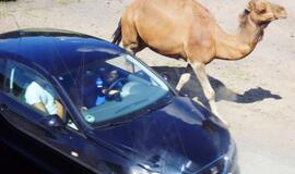 Gabalėlis Afrikos Saksonijoje