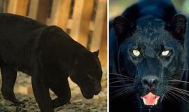 Prancūzijoje prieš savaitę sugauta pantera pavogta iš zoologijos sodo