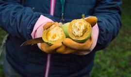 Riešutmedžių giraitėje kvietė pažinti neatrastą skonį