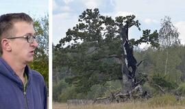 Susirūpino legendiniu Plokščių ąžuolu