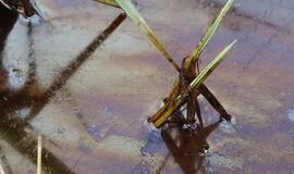 Eketės upelyje – naftos produktų dėmės