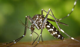 Europoje - pirmas Zikos virusinės infekcijos atvejis